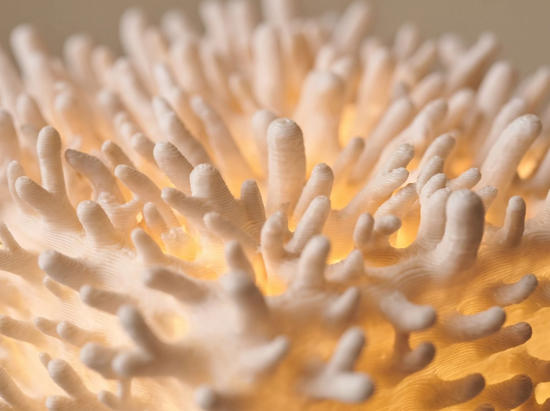Pormenor das ramificações do candeeiro Coral